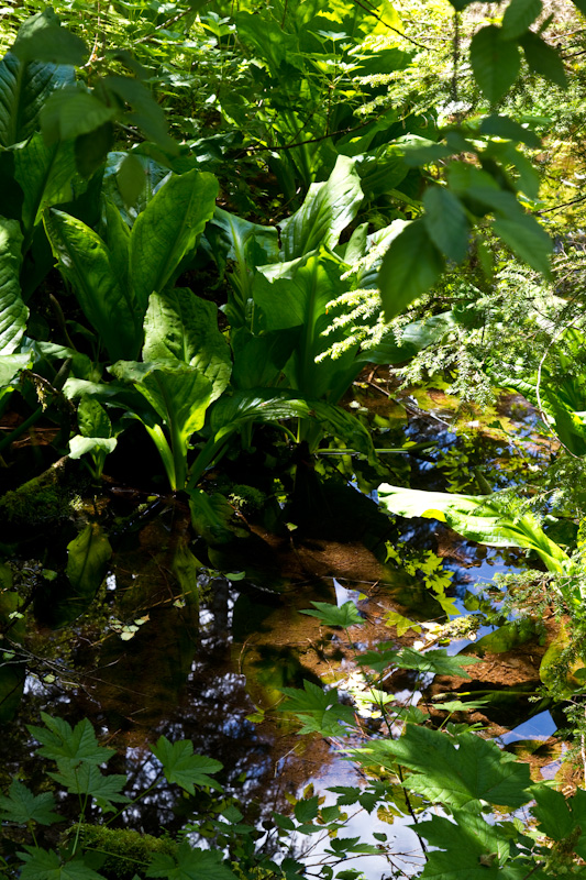 Skunk Cabbage And Small Pool